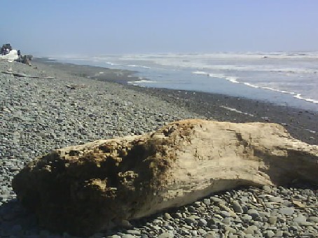 016 Driftwood On Beach 13th Jun 2010.jpg